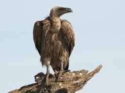 Western_Corridor2009-3